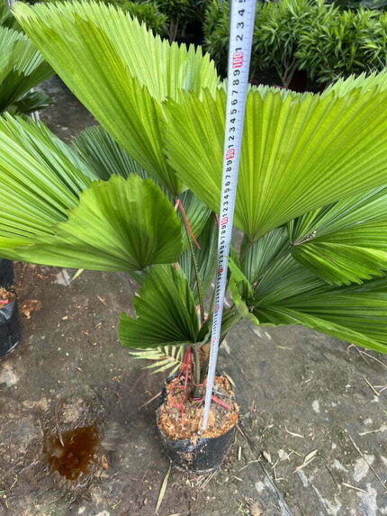 Cây Kè Nhật cao 1m - Giá Sỉ