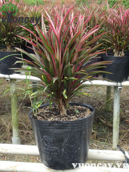 Cây Ánh Dương cao 25 - 30 cm - Giá Sỉ