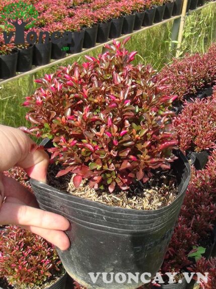 Cây Dền Đỏ Giống - Giá Sỉ