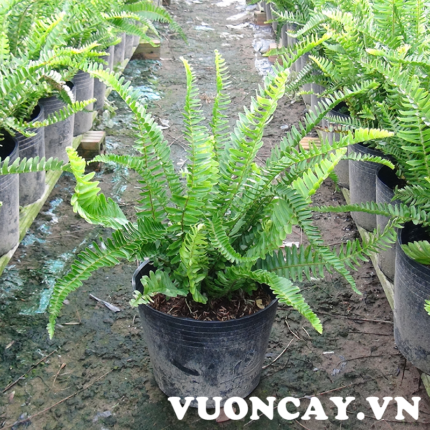 Cây Dương Xỉ cao 30 - 35 cm - Giá Sỉ