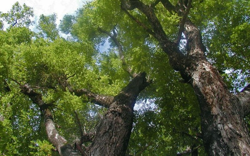 Cây giáng hương rừng