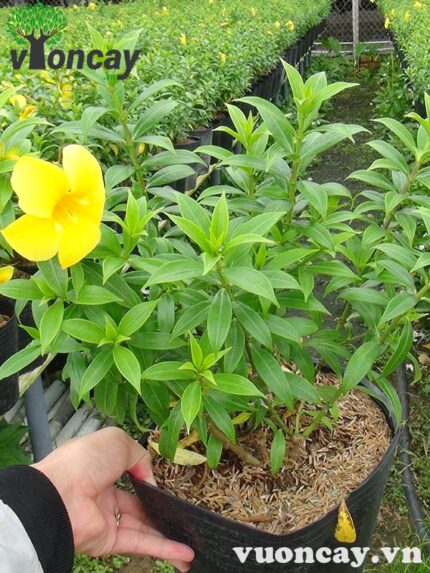Cây Huỳnh Anh cao 30 - 40 cm - Giá Sỉ