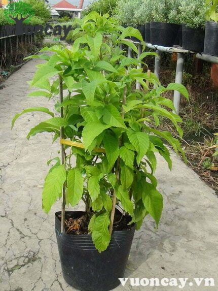 Cây Huỳnh Liên cao 35 - 40 cm - Giá Sỉ