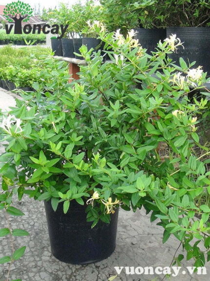 Cây Kim Ngân Hoa cao 50 - 60 cm - Giá Sỉ