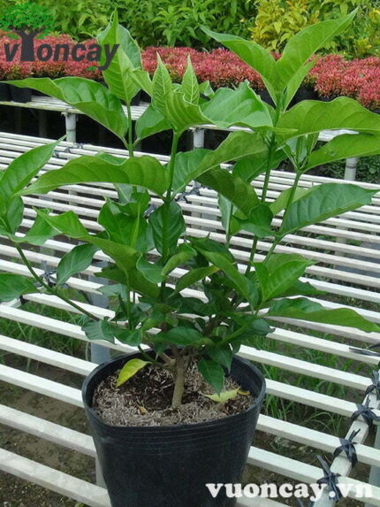 Cây Lài Tây cao 25 - 30 cm - Giá Sỉ