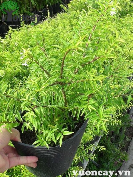 Cây Mai Chiếu Thủy cao 25 - 30 cm - Giá Sỉ