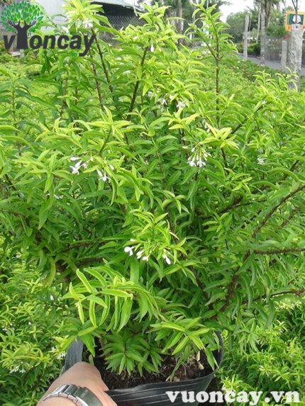 Cây Mai Chiếu Thủy cao 50 - 60 cm - Giá Sỉ