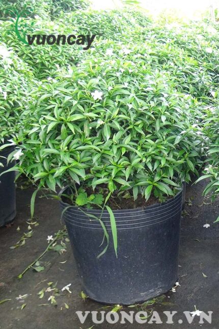Cây Mai Vạn Phúc cao 40 cm - Giá Sỉ