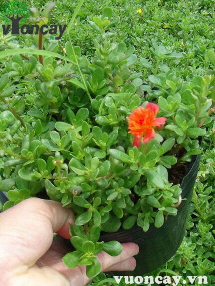 Cây hoa Mười Giờ Sam - Giá Sỉ
