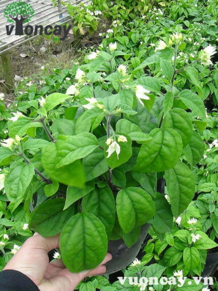 Cây Ngọc Nữ hoa trắng - Giá Sỉ