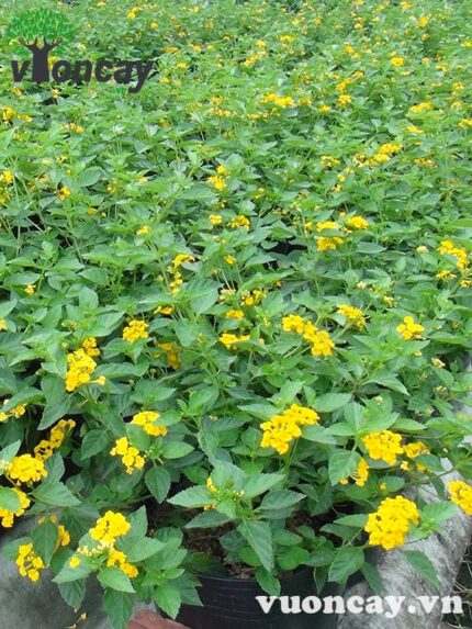 Cây Trâm Ổi hoa vàng cao 30 - 40 cm - Giá Sỉ