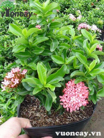 Cây Trang Thái lùn siêu bông màu hồng