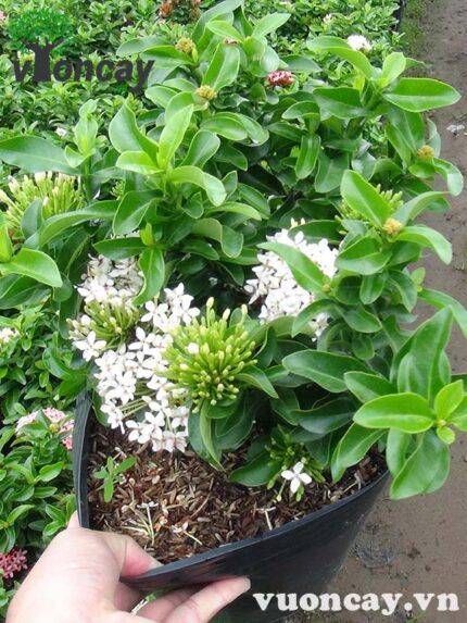 Cây Trang thái lùn siêu bông hoa trắng