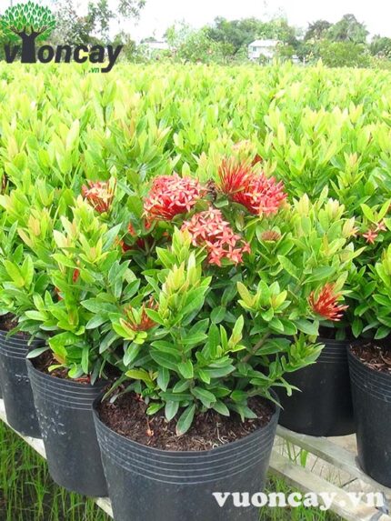Cây Trang Thái cao 30 - 35 cm - Giá Sỉ