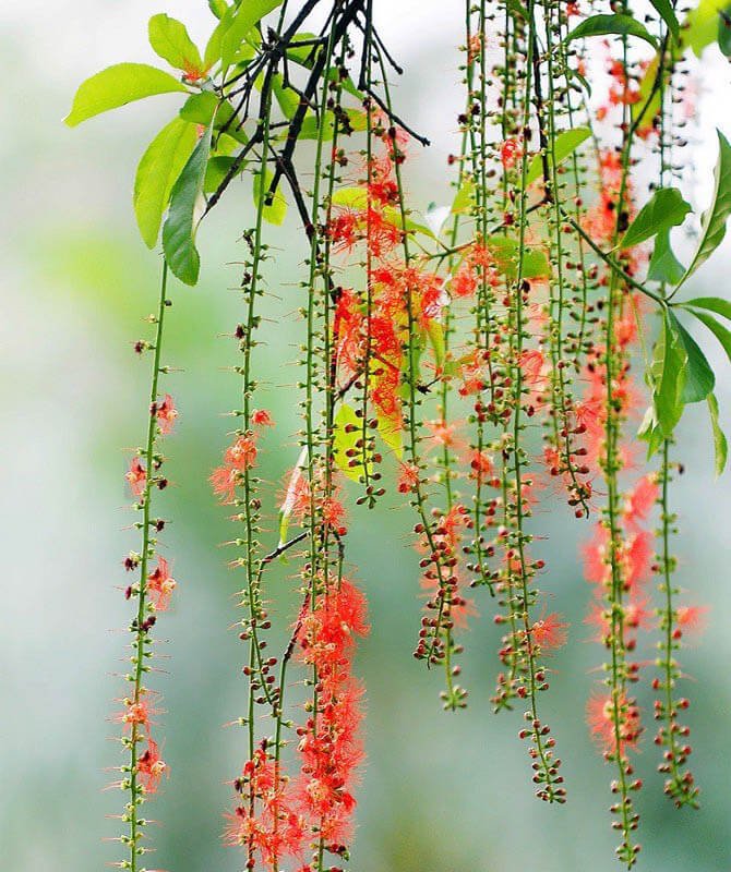 Ý Nghĩa Phong Thuỷ Cây Lộc Vừng? Cây Lộc Vừng Hợp Với Tuổi Nào?