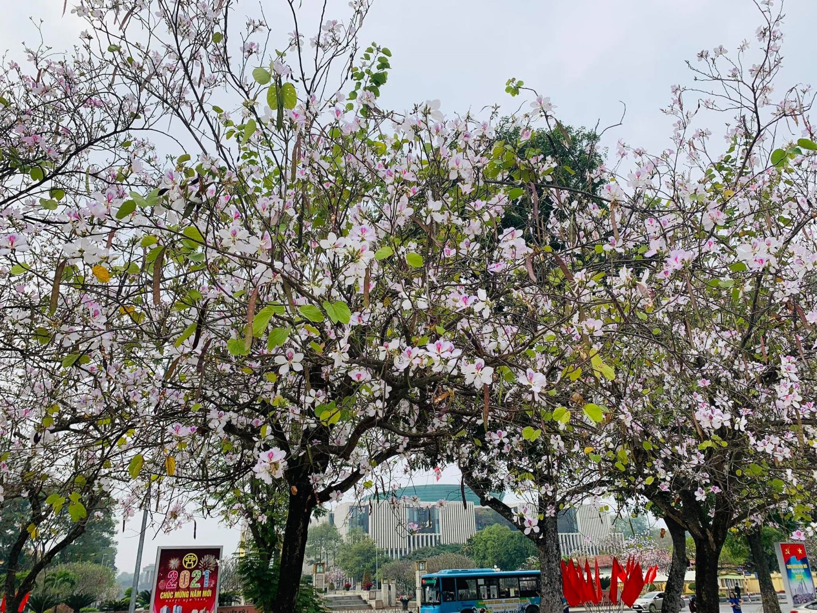 các loại cây có hoa màu hồng 5
