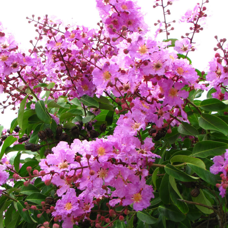 các loại cây có hoa màu hồng 6