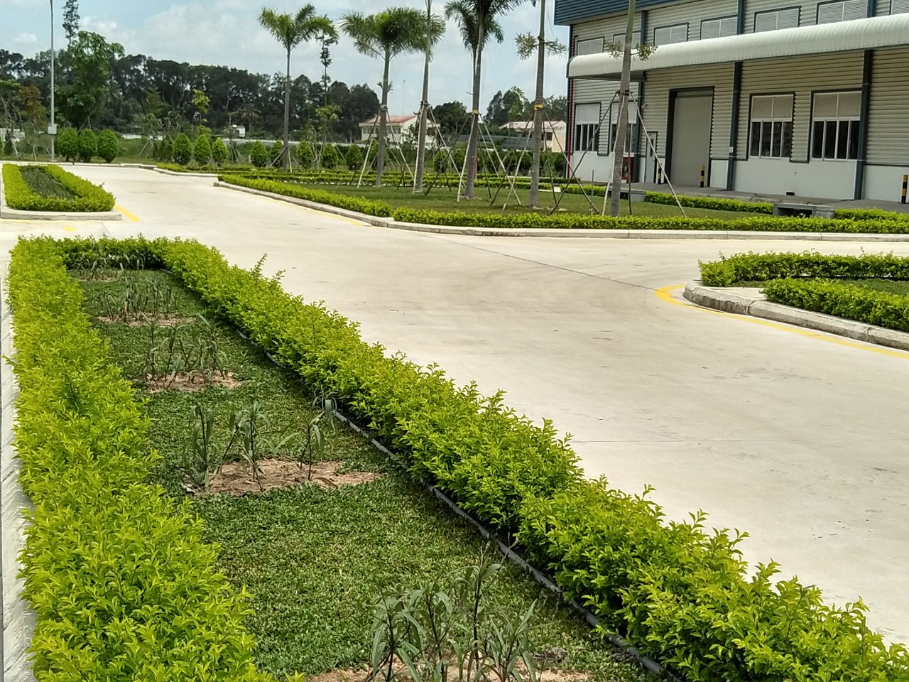Những lưu ý khi trồng cây xanh tại nhà máy