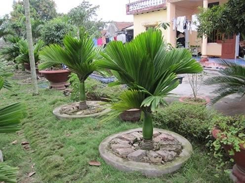 cách trồng cây cau trắng