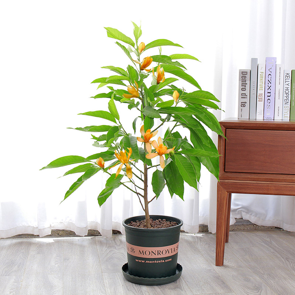 Cách trồng cây hoa ngọc lan tại nhà