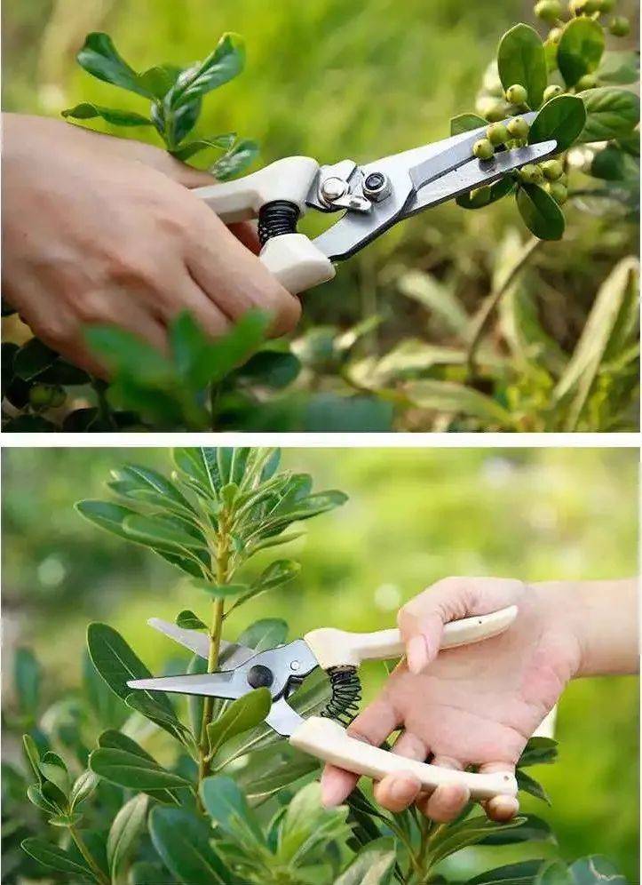 Cắt tỉa cây cảnh