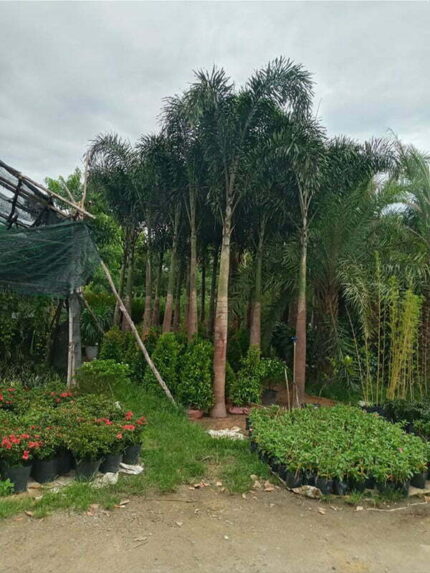 Cây Cau Đuôi Chồn Lóng cao 2 - 2,2m
