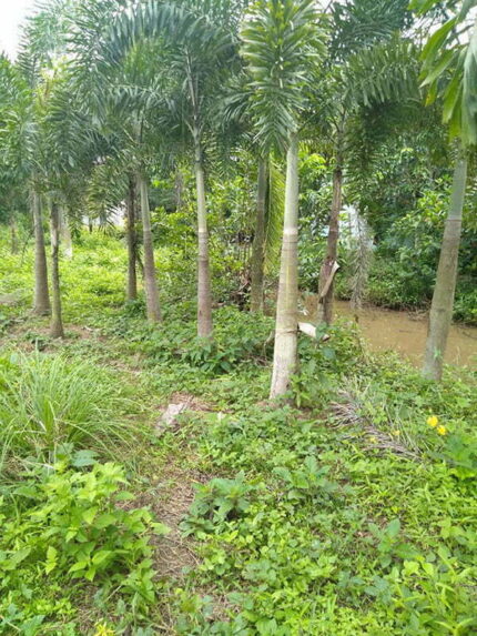 Cây Cau Đuôi Chồn Lóng cao 1,4 - 1,5m