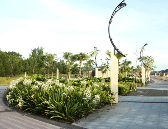 Hình ảnh cây bạch trinh trồng công trình