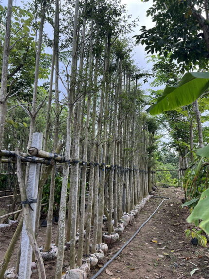 Cây Bàng Đài Loan đường kính 8 - 10cm