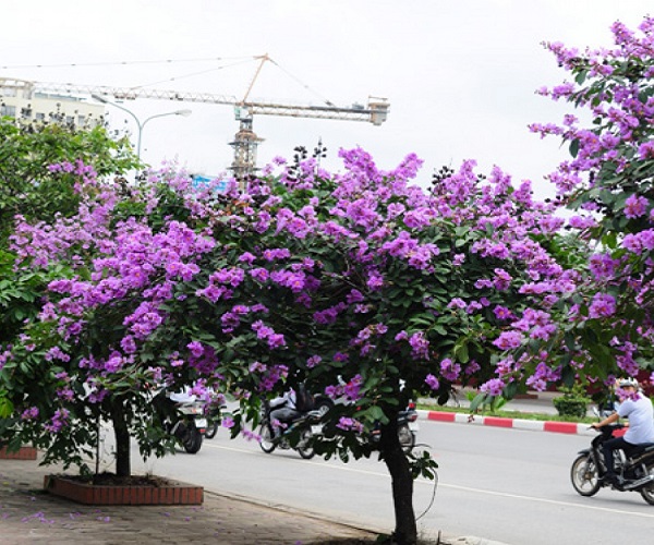 Hình ảnh cây bằng lăng