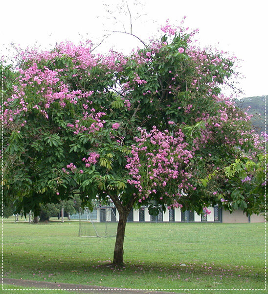 cây bằng lăng trồng trong sân vườn