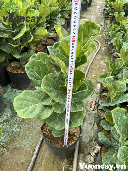Cây Bàng Singapore cao 60 - 70 cm
