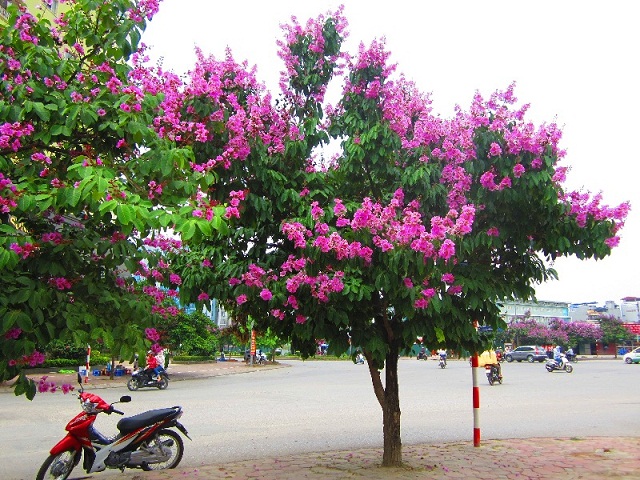 cây bằng lăng thích hợp ở nơi khô ráo