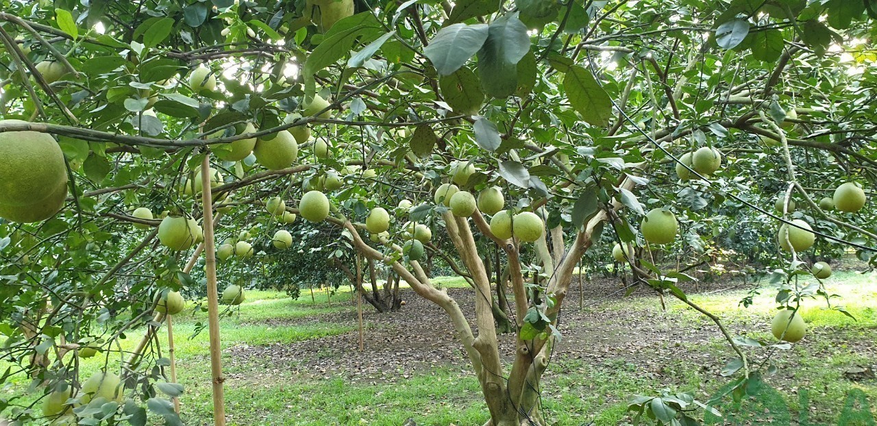 Cây bưởi