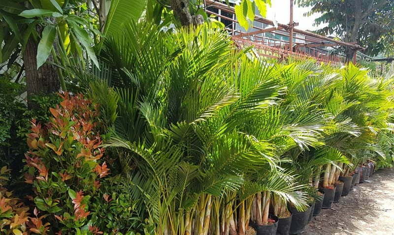 Top 8 cây cảnh lọc không khí rất thích hợp trồng trong nhà