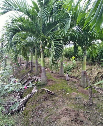 Cây Cau Trắng Lóng 0,9 - 1m