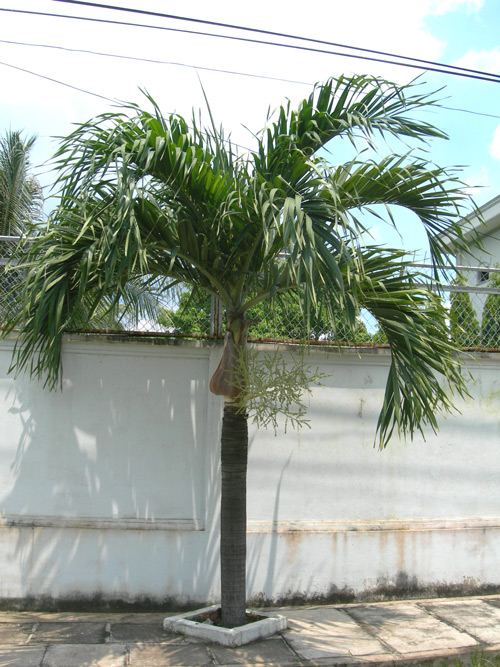Cây cau trắng