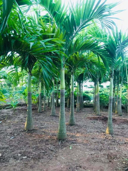 Cây Cau Trắng Lóng 1,5m
