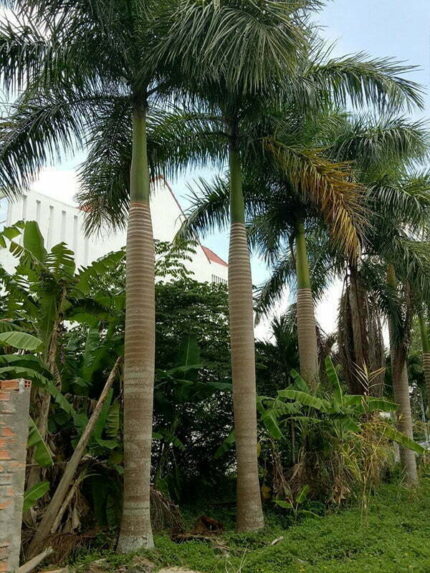 Cây Cau Vua Lóng cao 5 - 5,5m
