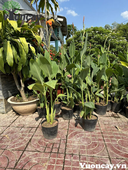 Cây Chuối Hoa cao 70 - 80cm