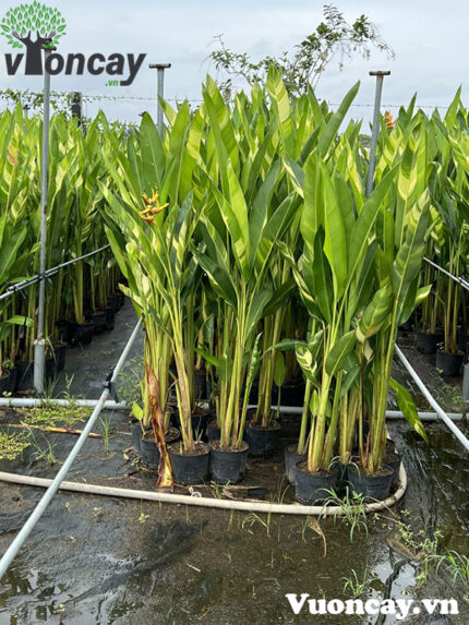 Cây Chuối Mỏ Két cẩm thạch - Giá Sỉ