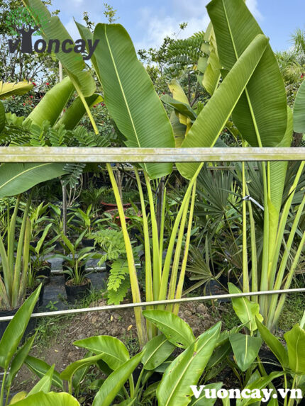 Cây Chuối Rẽ Quạt cao 1,8 - 2m