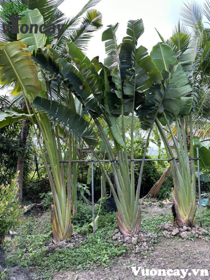 Cây Chuối Rẽ Quạt cao 3,5 - 4m
