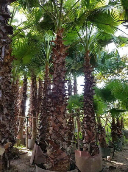 Cây Kè Mỹ Lóng cao 4m