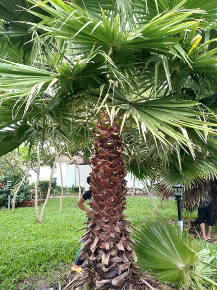 Cây Kè Mỹ Lóng Cao 2m