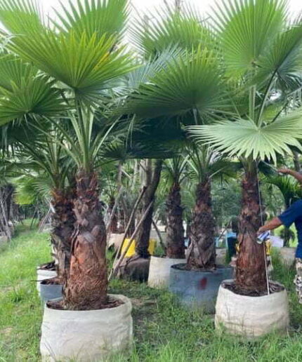 Cây Kè Mỹ Lóng 1,5m