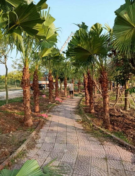 Cây Cọ Trơn Lóng 2m
