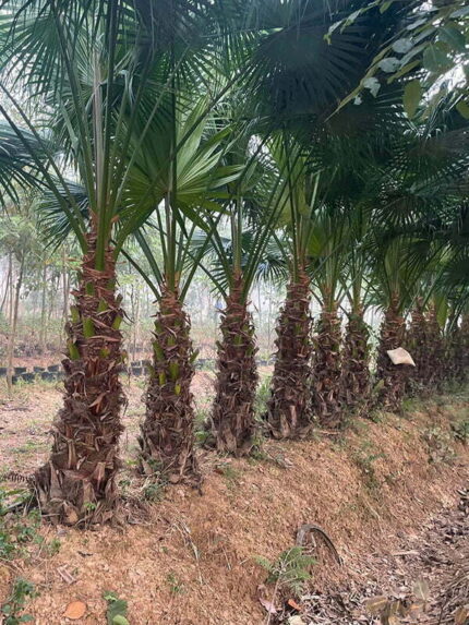Cây Cọ Trơn Lóng 1,5m