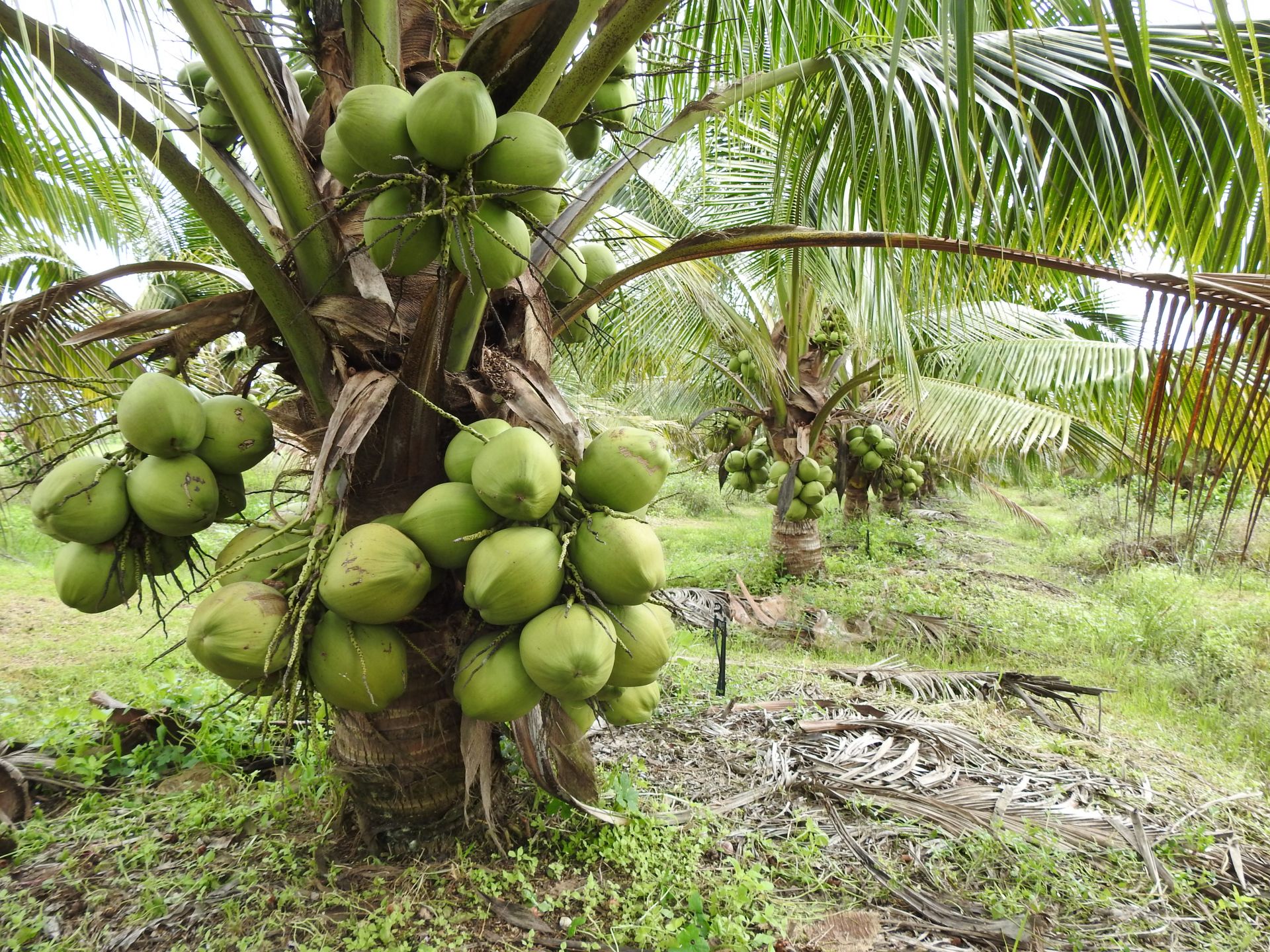 Cây dừa là loại cây quen thuộc đồng thời giá cây dừa cũng khá rẻ.