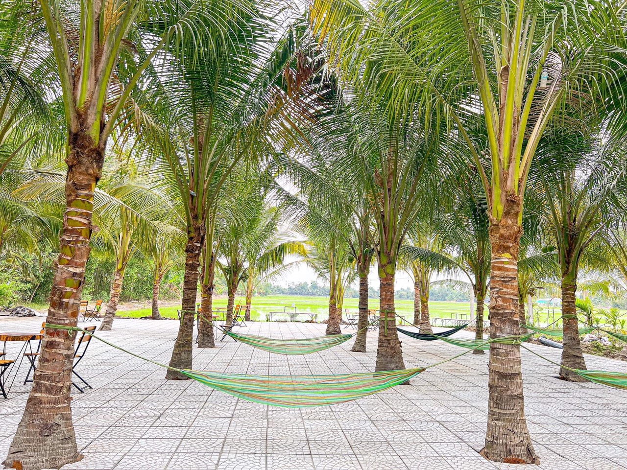 Cây dừa cảnh